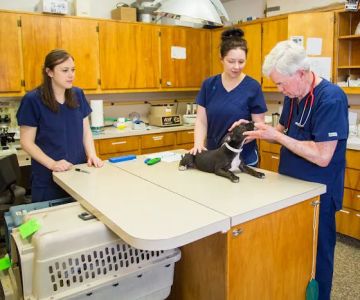 The Pet Clinic