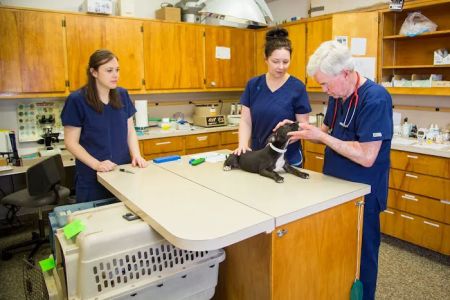 The Pet Clinic