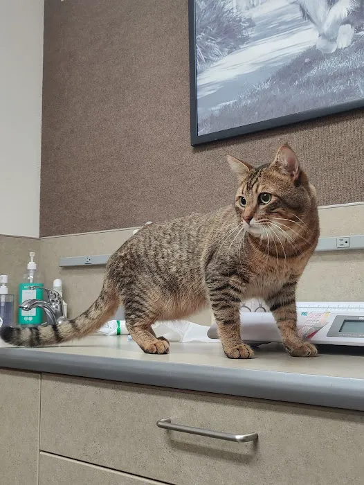The Pet Clinic 2