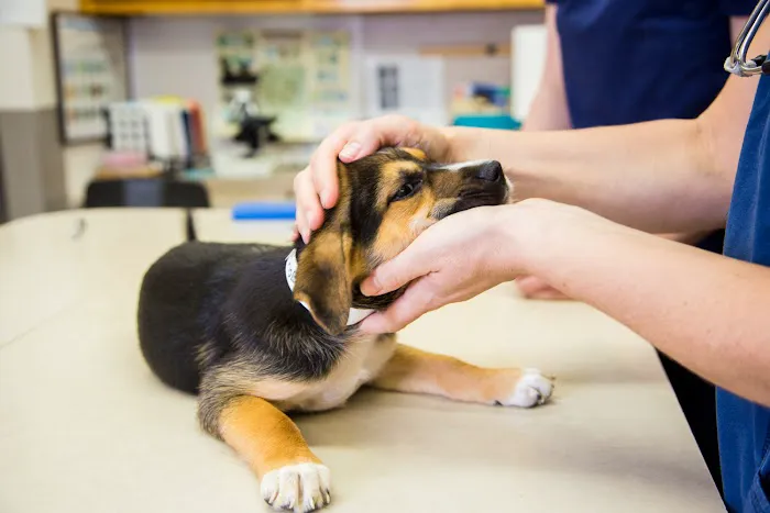 The Pet Clinic 3