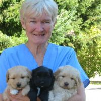 Hoof & Paw Veterinary Service (Dr. Jane Knoper) ico