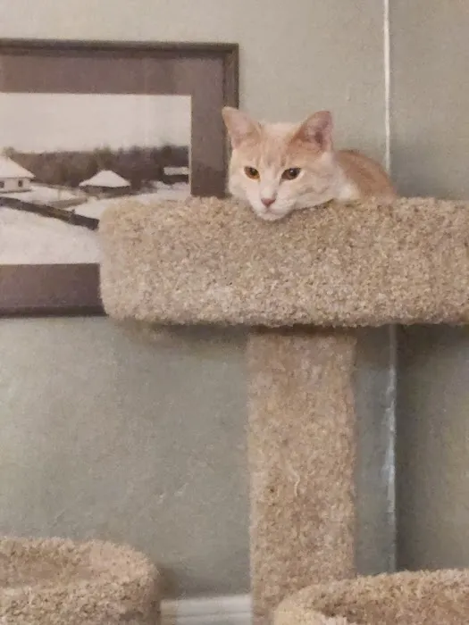 Four Corners Animal Hospital 6