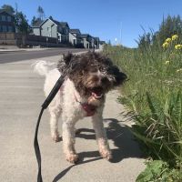 Four Corners Animal Hospital ico