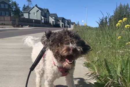 Four Corners Animal Hospital