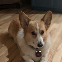 Countryside Veterinary Clinic ico