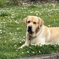 Animal Care Center Veterinary Clinic ico