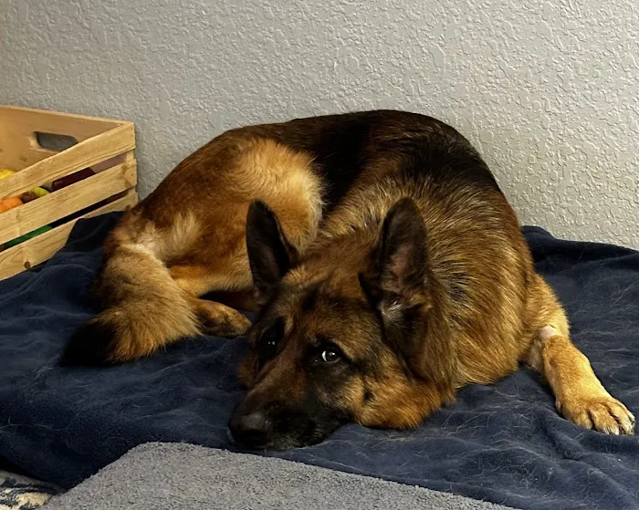 Animal Care Center Veterinary Clinic 12