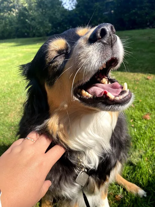 Salem Oregon Animal Rehabilitation - SOAR 12