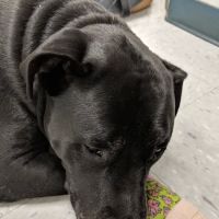 Salem Oregon Animal Rehabilitation - SOAR ico