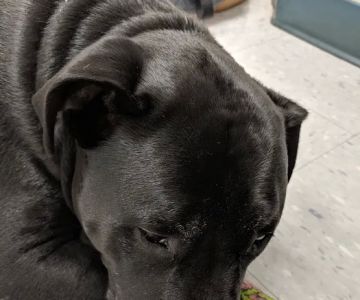 Salem Oregon Animal Rehabilitation - SOAR