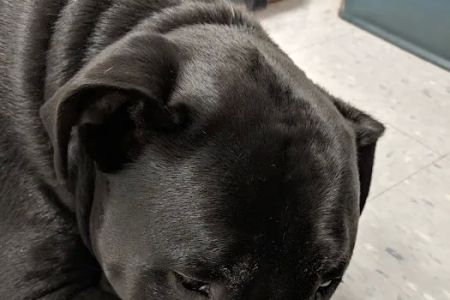 Salem Oregon Animal Rehabilitation - SOAR