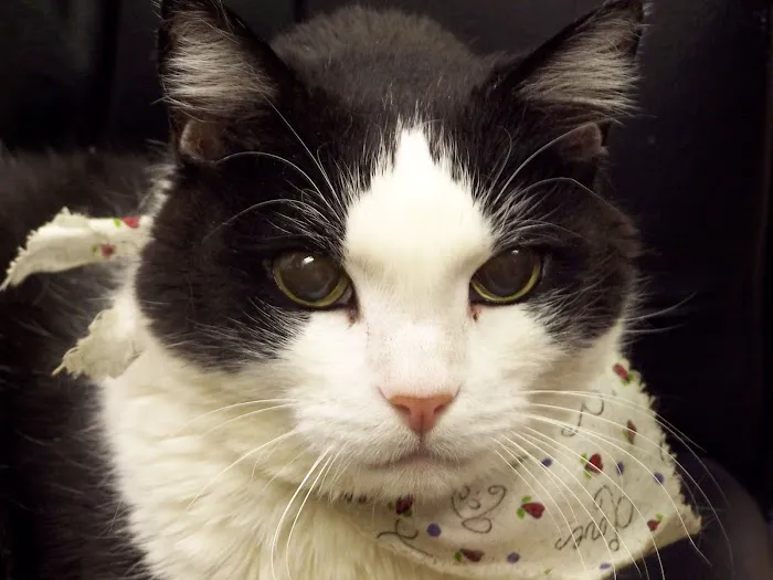 Salem Veterinary Emergency Clinic 12