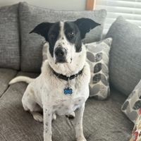Salem Veterinary Emergency Clinic ico