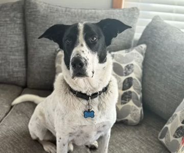 Salem Veterinary Emergency Clinic