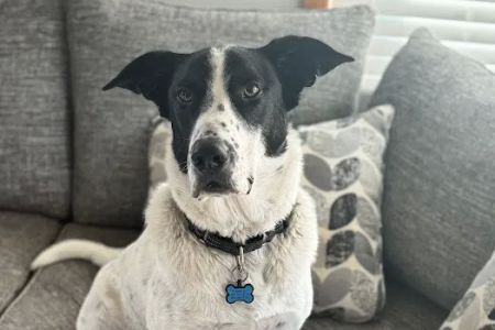 Salem Veterinary Emergency Clinic