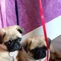 Kuebler No Frills Pet Clinic ico