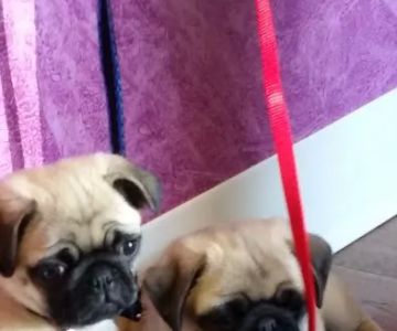 Kuebler No Frills Pet Clinic