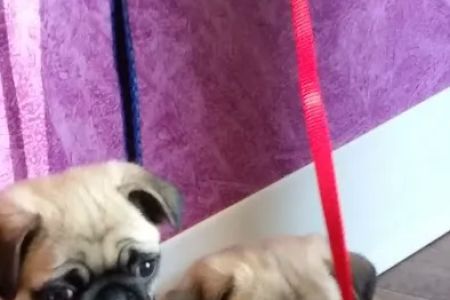 Kuebler No Frills Pet Clinic
