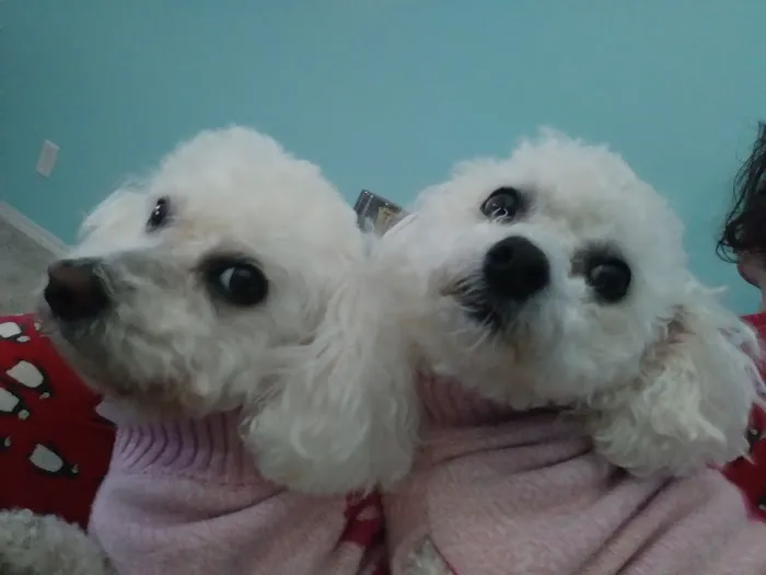Kuebler No Frills Pet Clinic 12