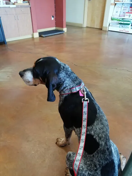 VCA Vitality Animal Hospital 12