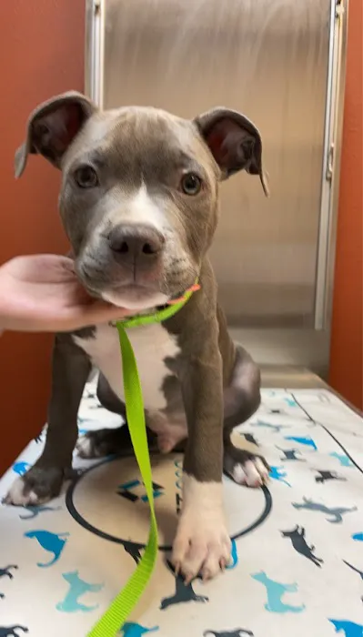 VCA Vitality Animal Hospital 12