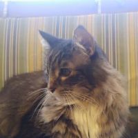 VCA Vitality Animal Hospital ico