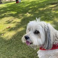 San Clemente Veterinary Hospital ico