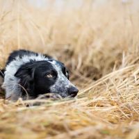 Pacific Coast Veterinary Hospital ico