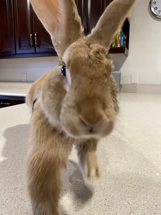 Rainbow Veterinary Hospital 12