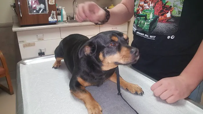 Rainbow Veterinary Hospital 12