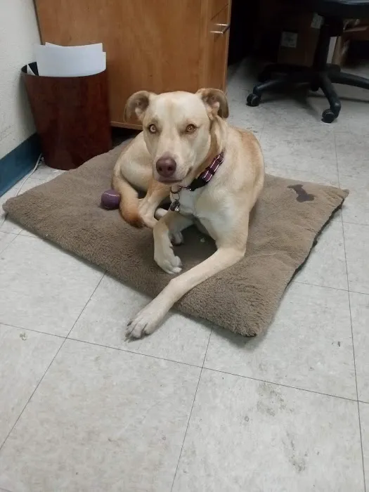 Toluca Burbank Dog & Cat Hospital 12