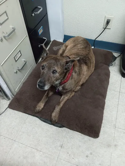 Toluca Burbank Dog & Cat Hospital 12