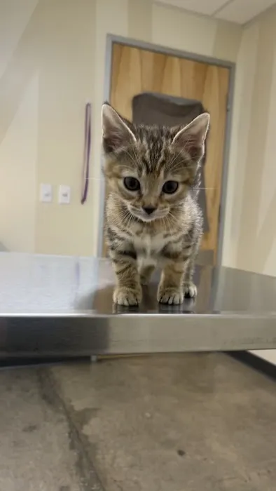 Vetco Total Care Animal Hospital 12