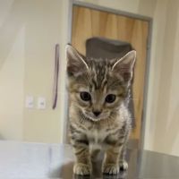Vetco Total Care Animal Hospital ico