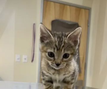 Vetco Total Care Animal Hospital