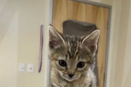 Vetco Total Care Animal Hospital
