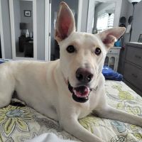 Archibald Pet Hospital ico