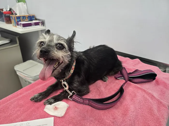 Archibald Pet Hospital 4