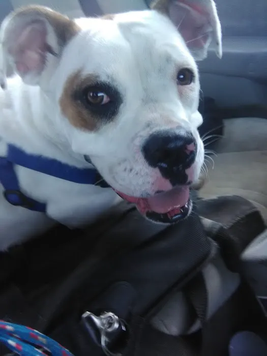 Banfield Pet Hospital 12