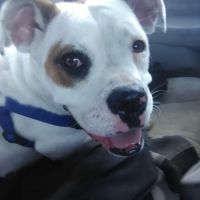 Banfield Pet Hospital ico