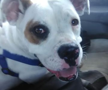 Banfield Pet Hospital