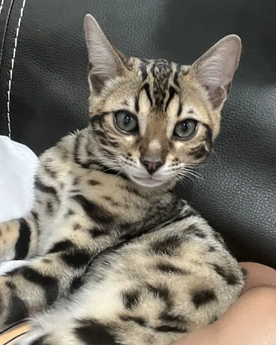 Cali Bengals 2
