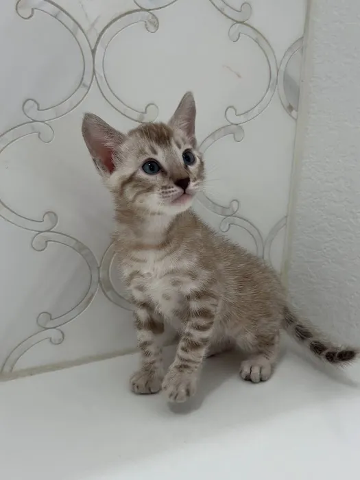 Cali Bengals 1