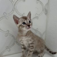 Cali Bengals ico