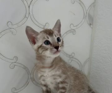 Cali Bengals