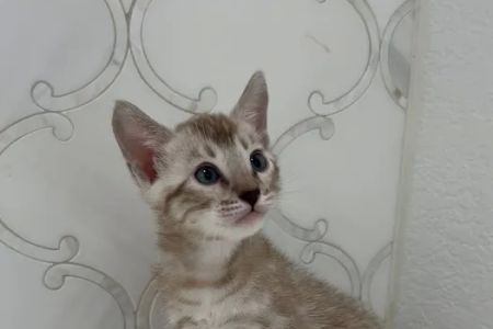 Cali Bengals
