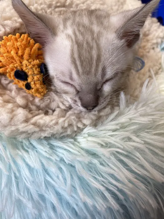 Cali Bengals 5