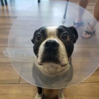 Eastvale Veterinary Hospital ico