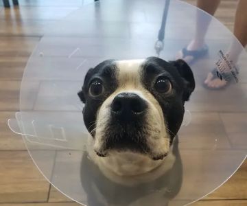 Eastvale Veterinary Hospital