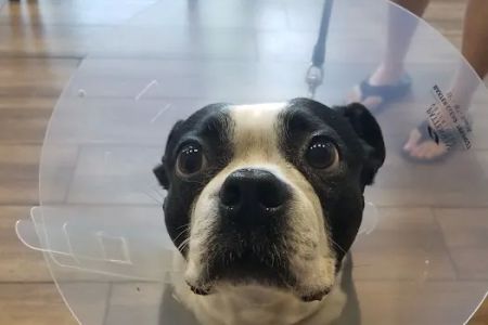 Eastvale Veterinary Hospital